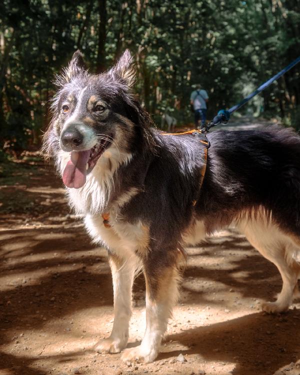 Mila, splendida Border Collie Foto 8